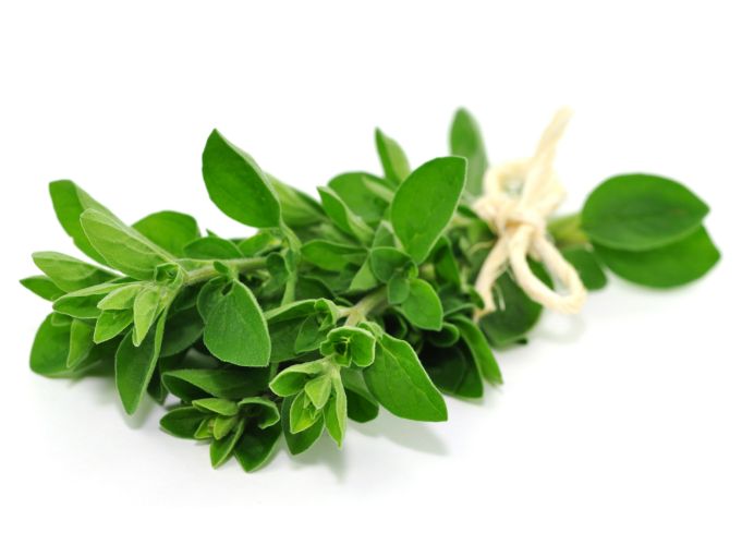 Oregano Bund